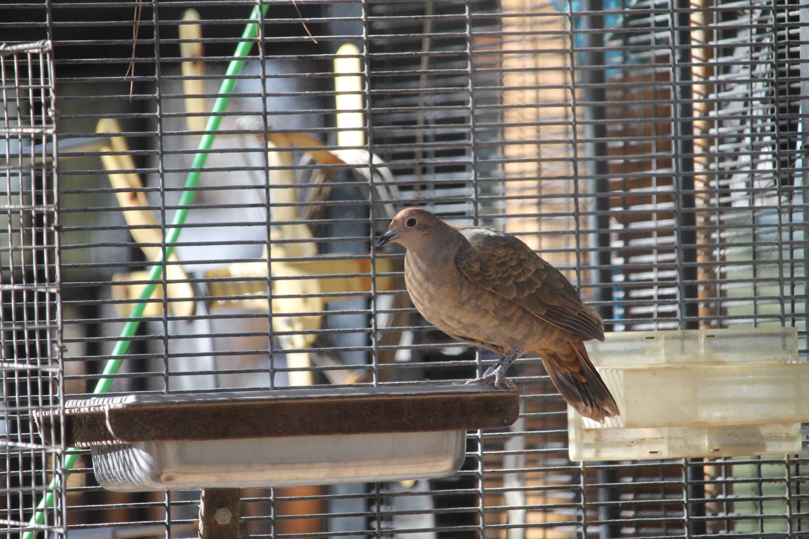 Female White-throated Ground Dove (Pampusana xanthonura)