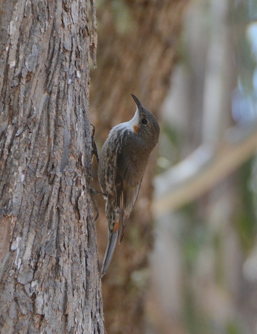 Female white-throated tree-creeper