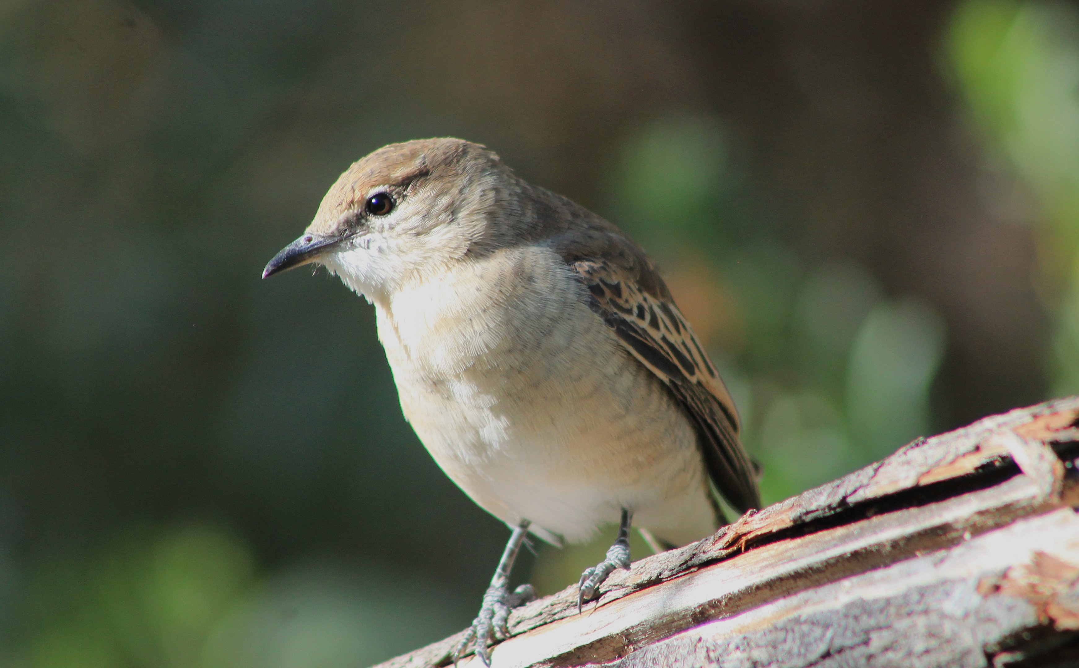 female White-winged Triller (Lalage tricolor)