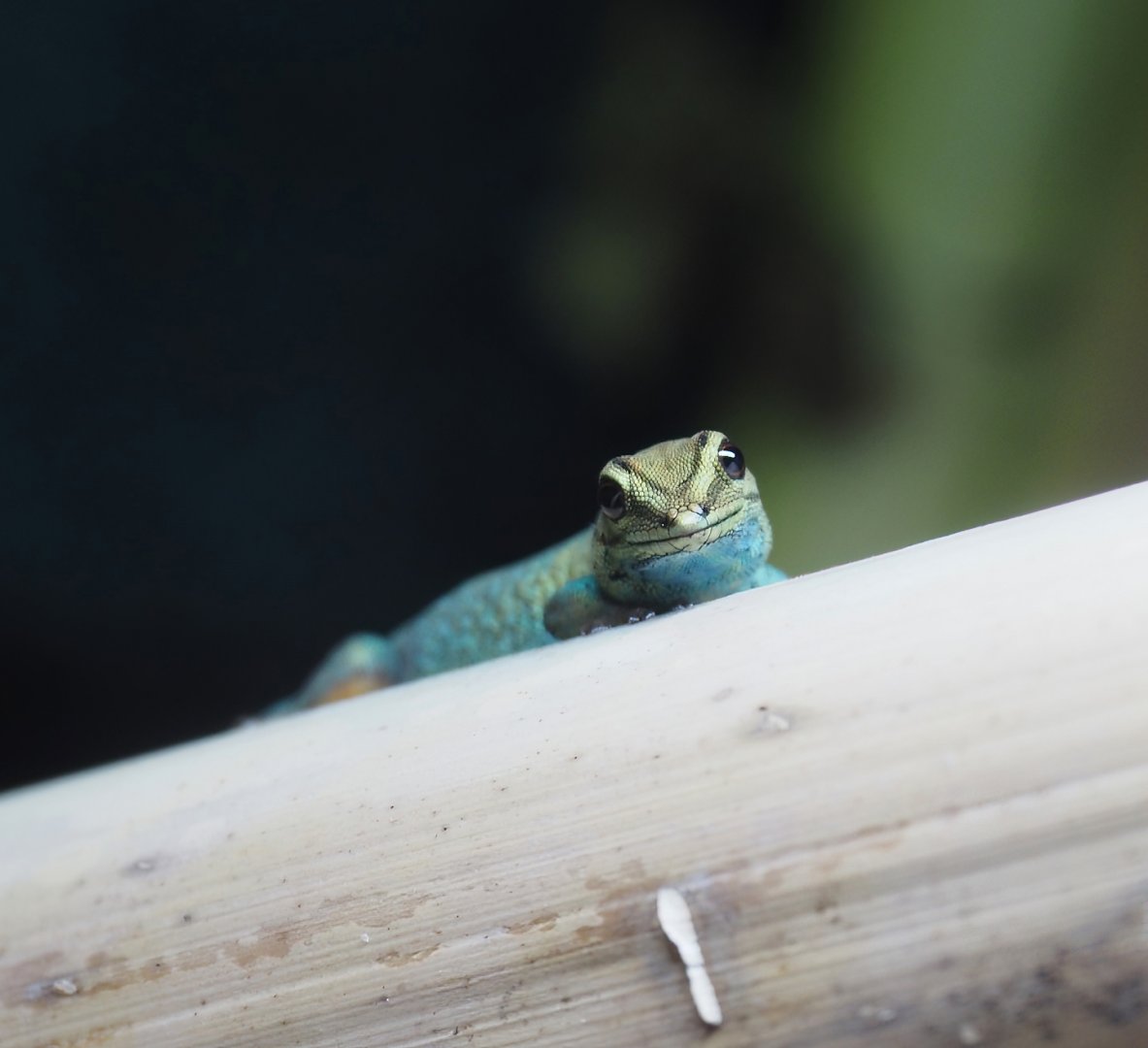 Female William's electric blue gecko (Lygodactylus williamsi), 2025-08-03