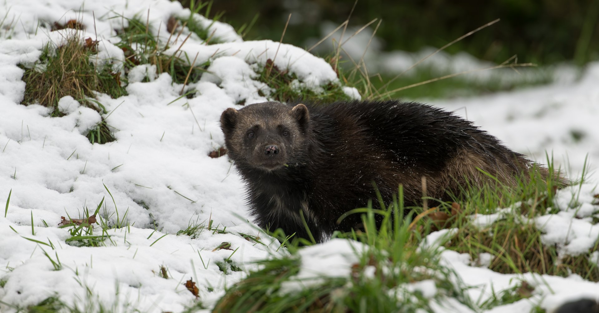 Female wolverine, ZSL Whipsnade, UK
