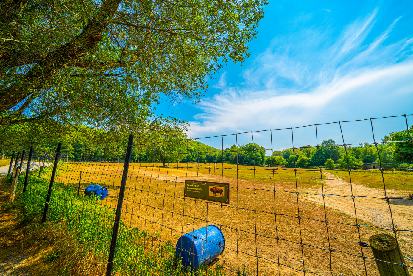 Female Wood Bison enclosure
