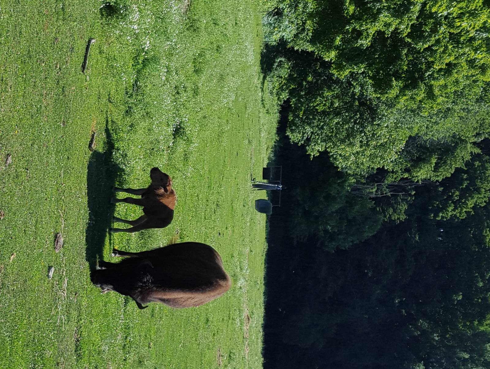 Female Wood Bison with calf