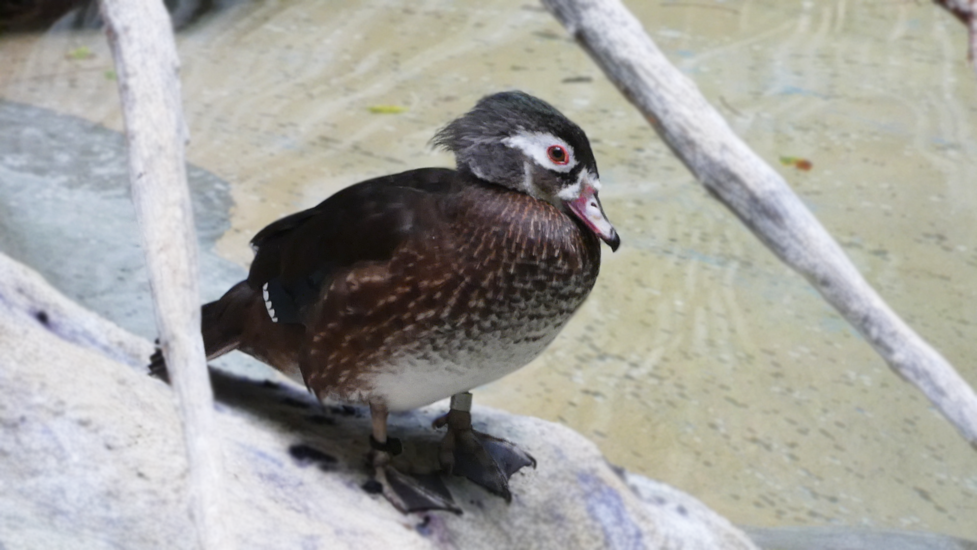 Female Wood Duck, The Swamp - Feb. 2022