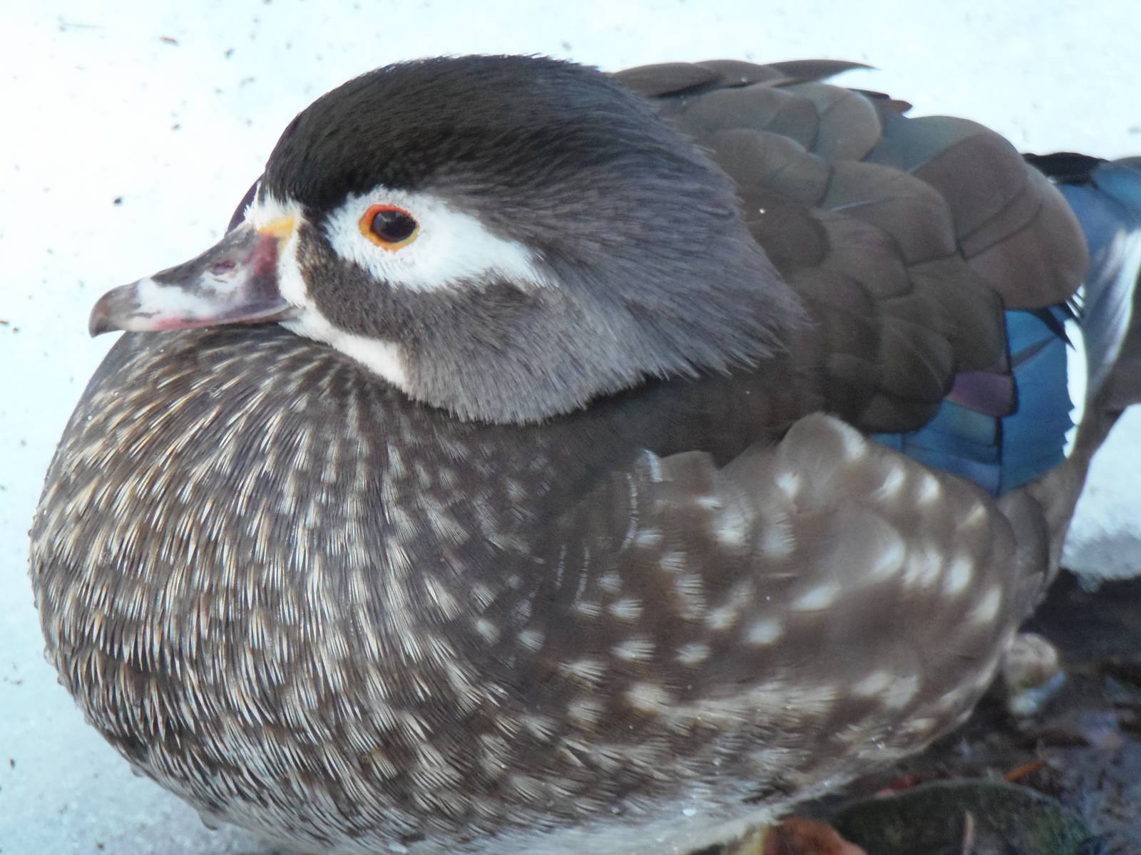 Female Wood Duck