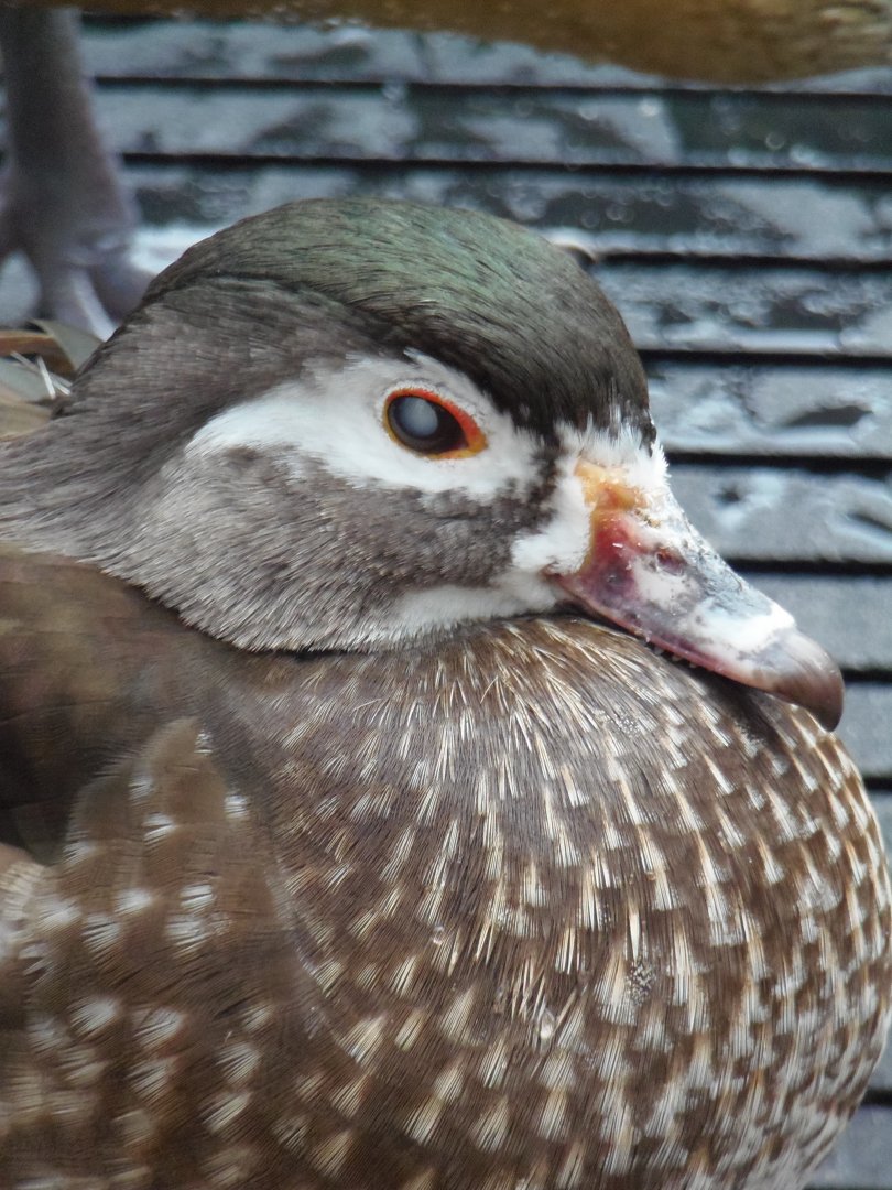 Female Wood Duck