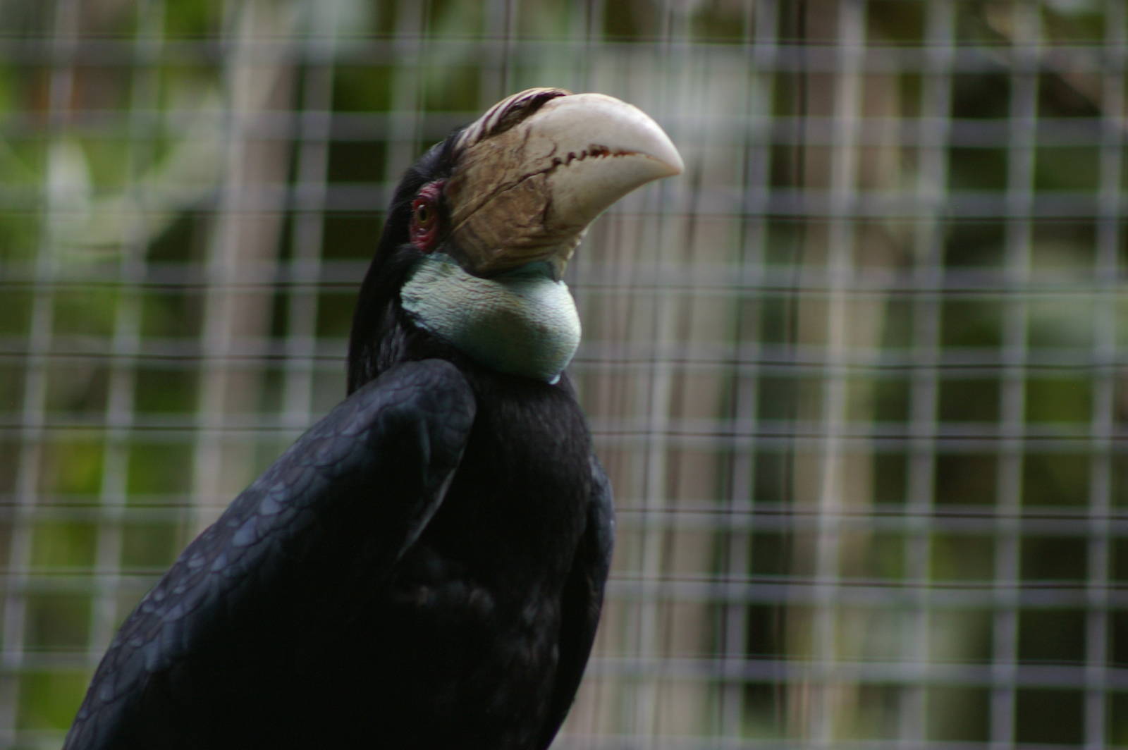 female wreathed hornbill (Aceros undulatus)
