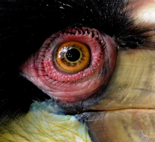 Female Wreathed hornbill eye.