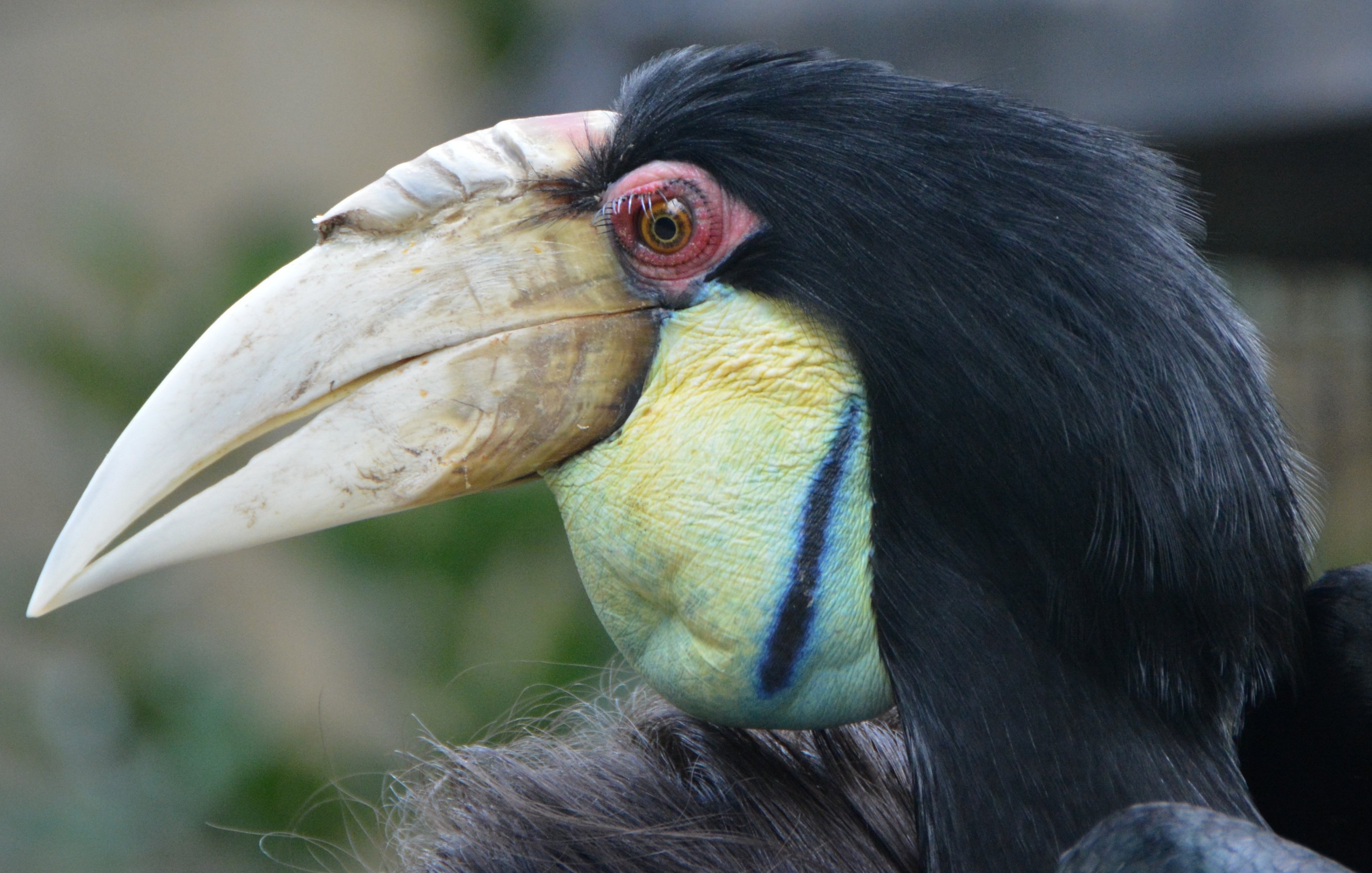 Female Wreathed hornbill portrait