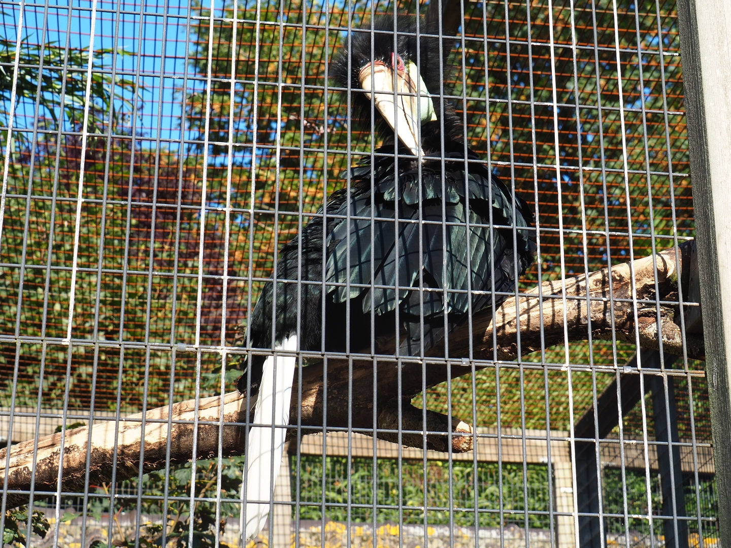 Female wreathed hornbill (Rhyticeros undulates), Sep 2nd, 2018