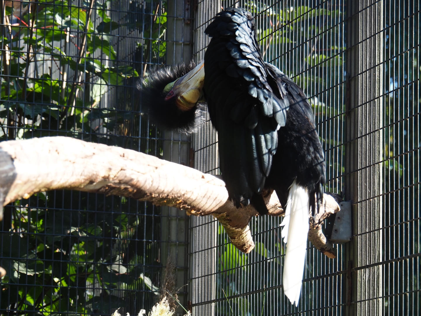 Female wreathed hornbill (Rhyticeros undulates), Sep 2nd, 2018