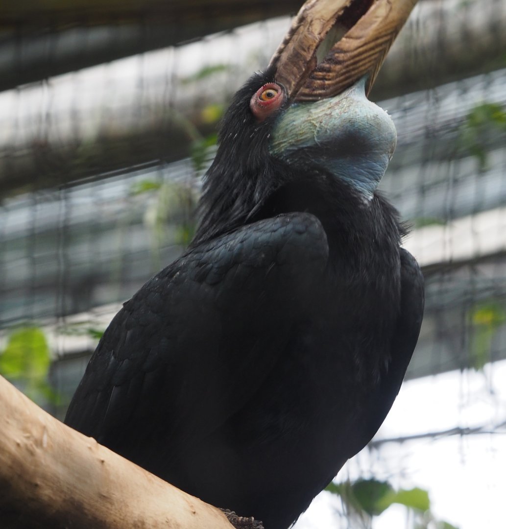 Female Wreathed hornbill (Rhyticeros undulatus), 2020-09-03
