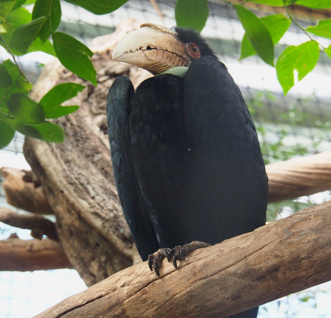 Female Wreathed hornbill (Rhyticeros undulatus), 2021-09-03