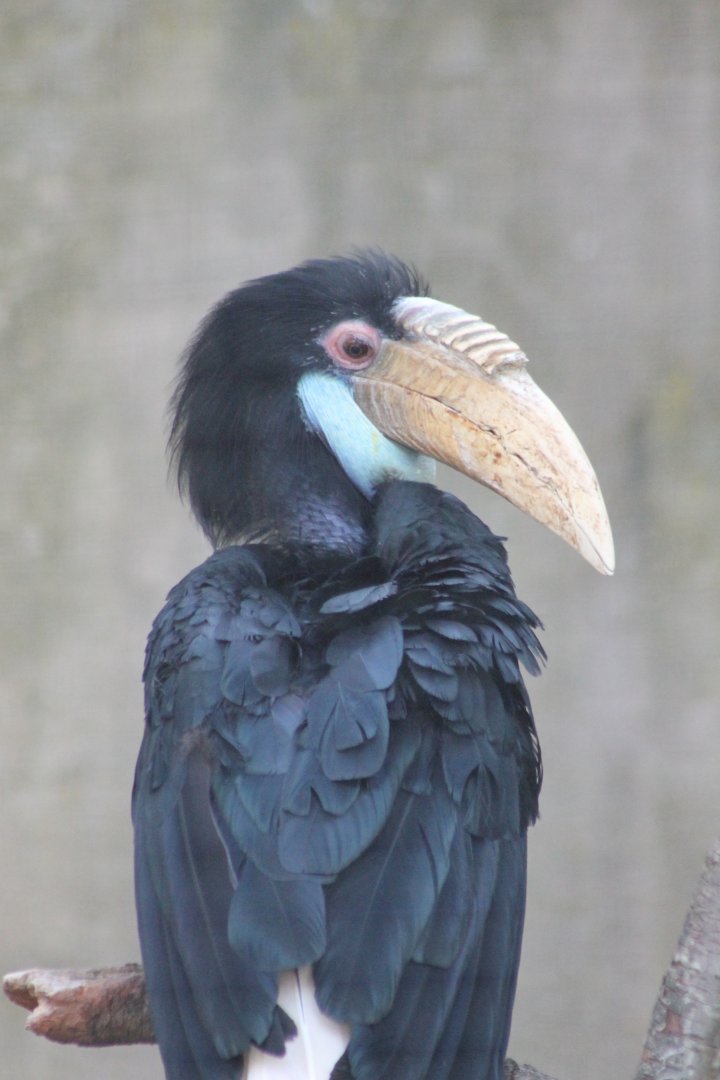 Female Wreathed hornbill