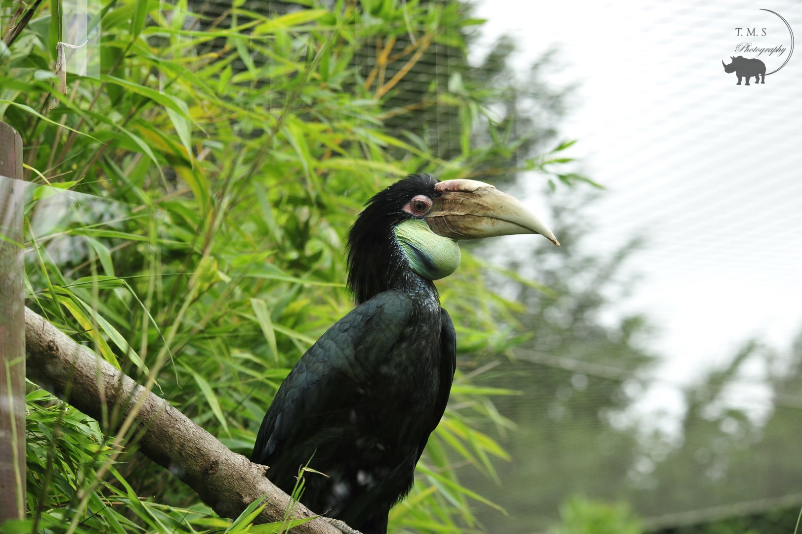 Female Wreathed Hornbill