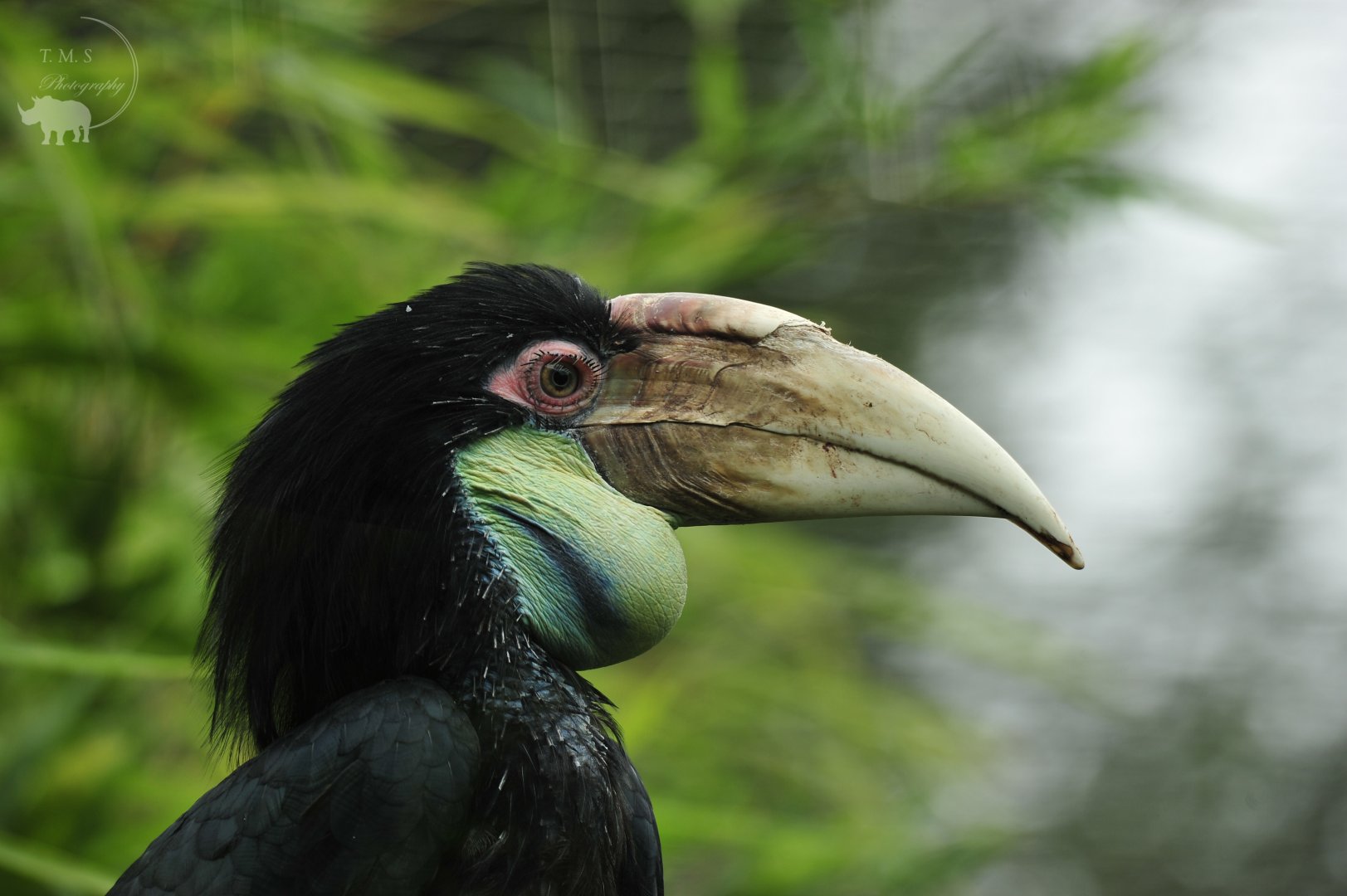 Female Wreathed Hornbill