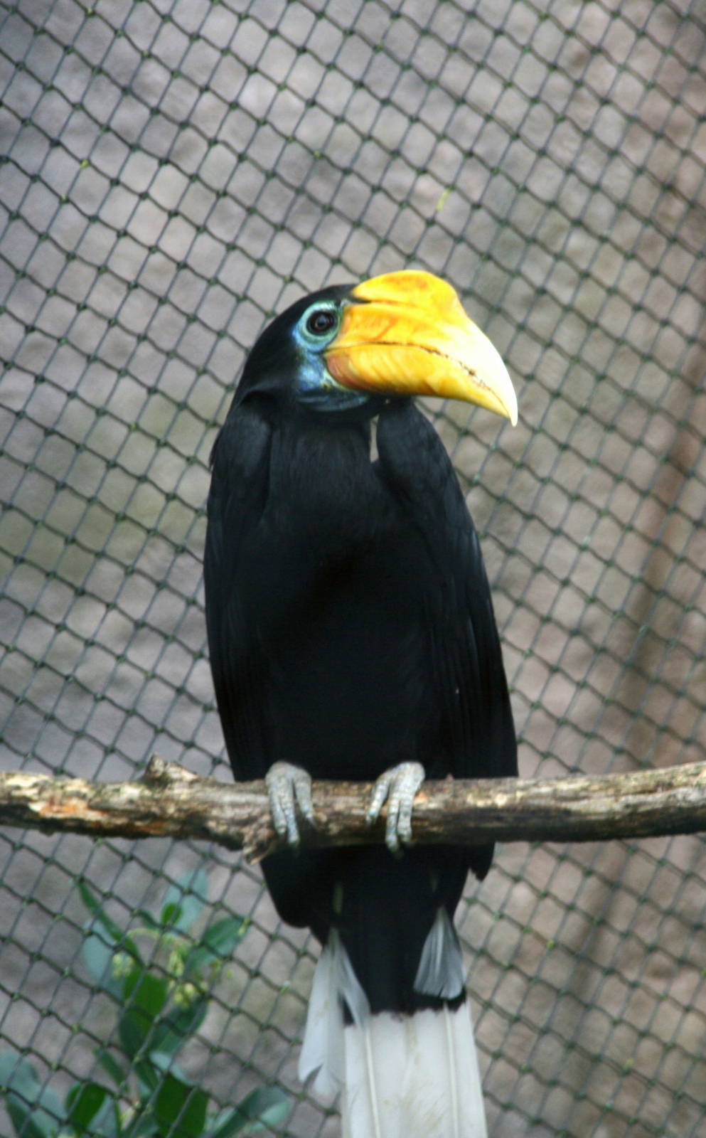 female Wrinkled hornbil
