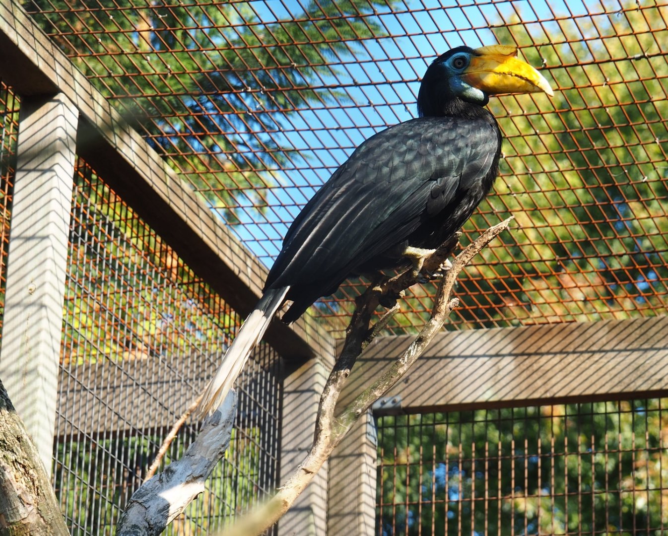 Female wrinkled hornbill (Rhabdotorrhinus corrugatus), Sep 2nd, 2018