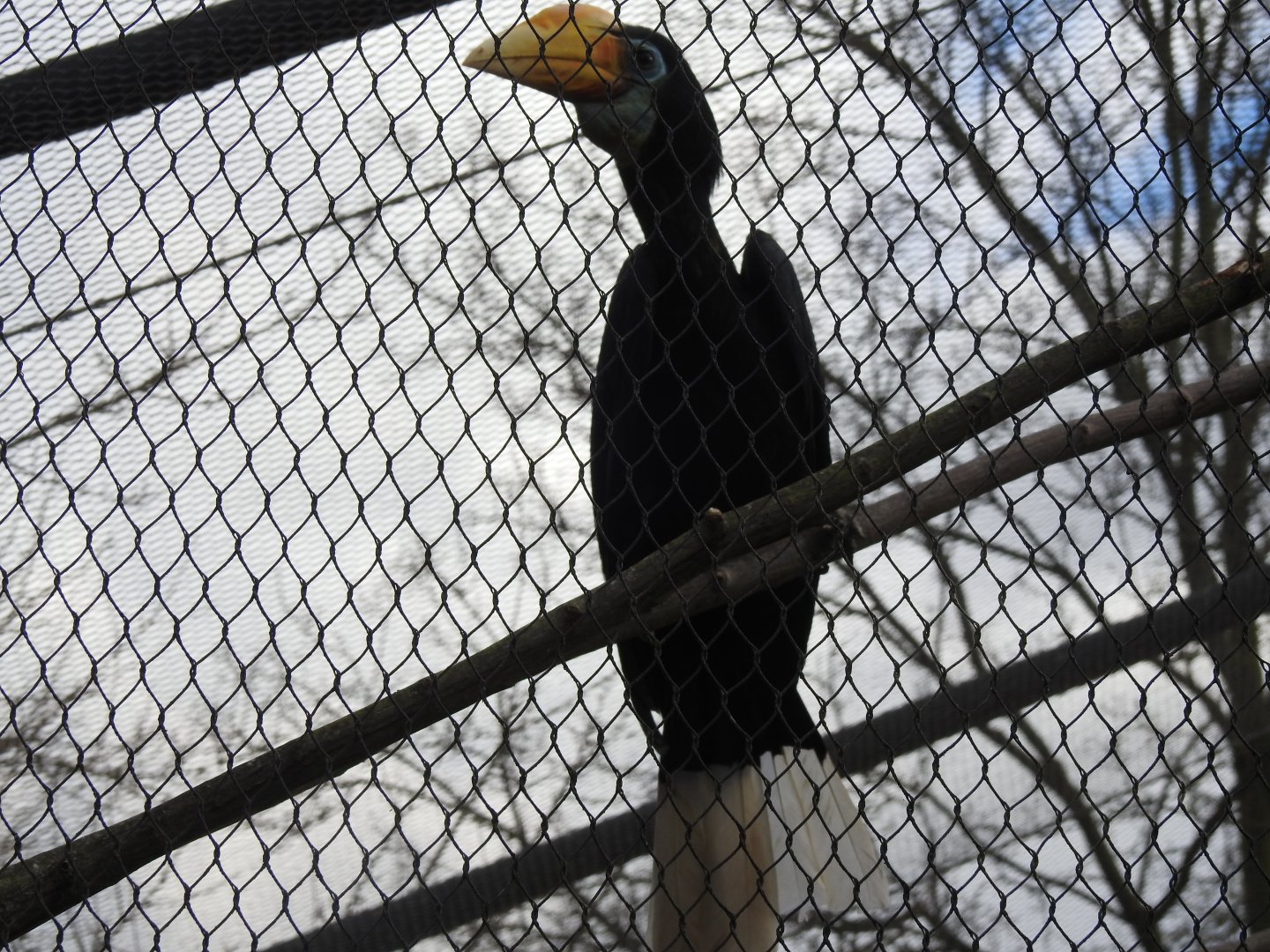 Female Wrinkled Hornbill (Rhabdotorrhinus corrugatus)