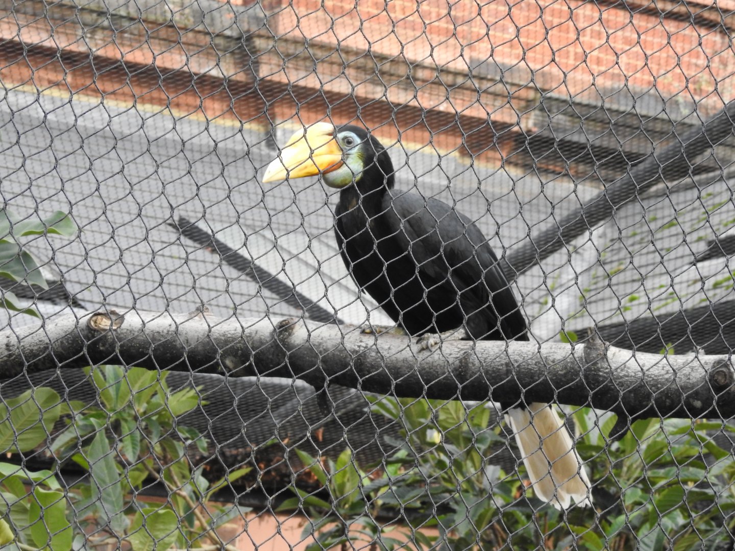 Female Wrinkled Hornbill (Rhabdotorrhinus corrugatus)