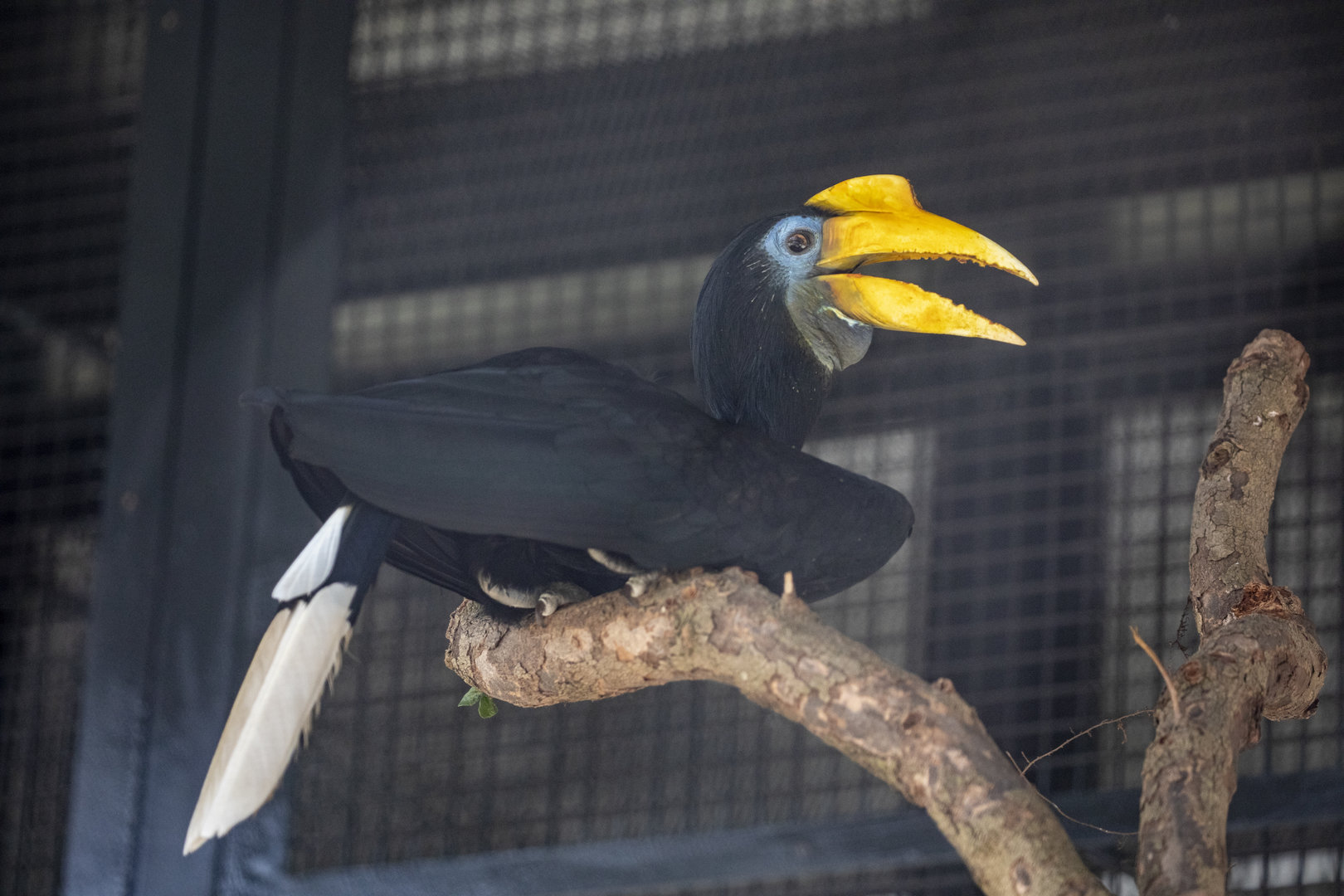 Female wrinkled hornbill (Rhabdotorrhinus corrugatus)