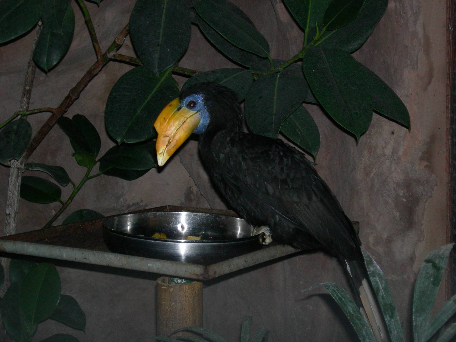 Female Wrinkled hornbill