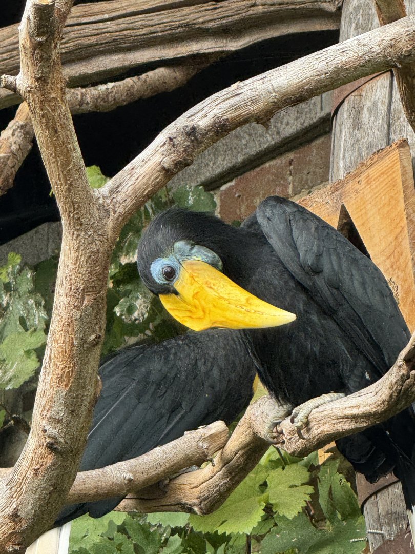 female Wrinkled Hornbill