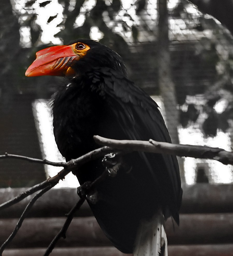 Female Writhed Hornbil