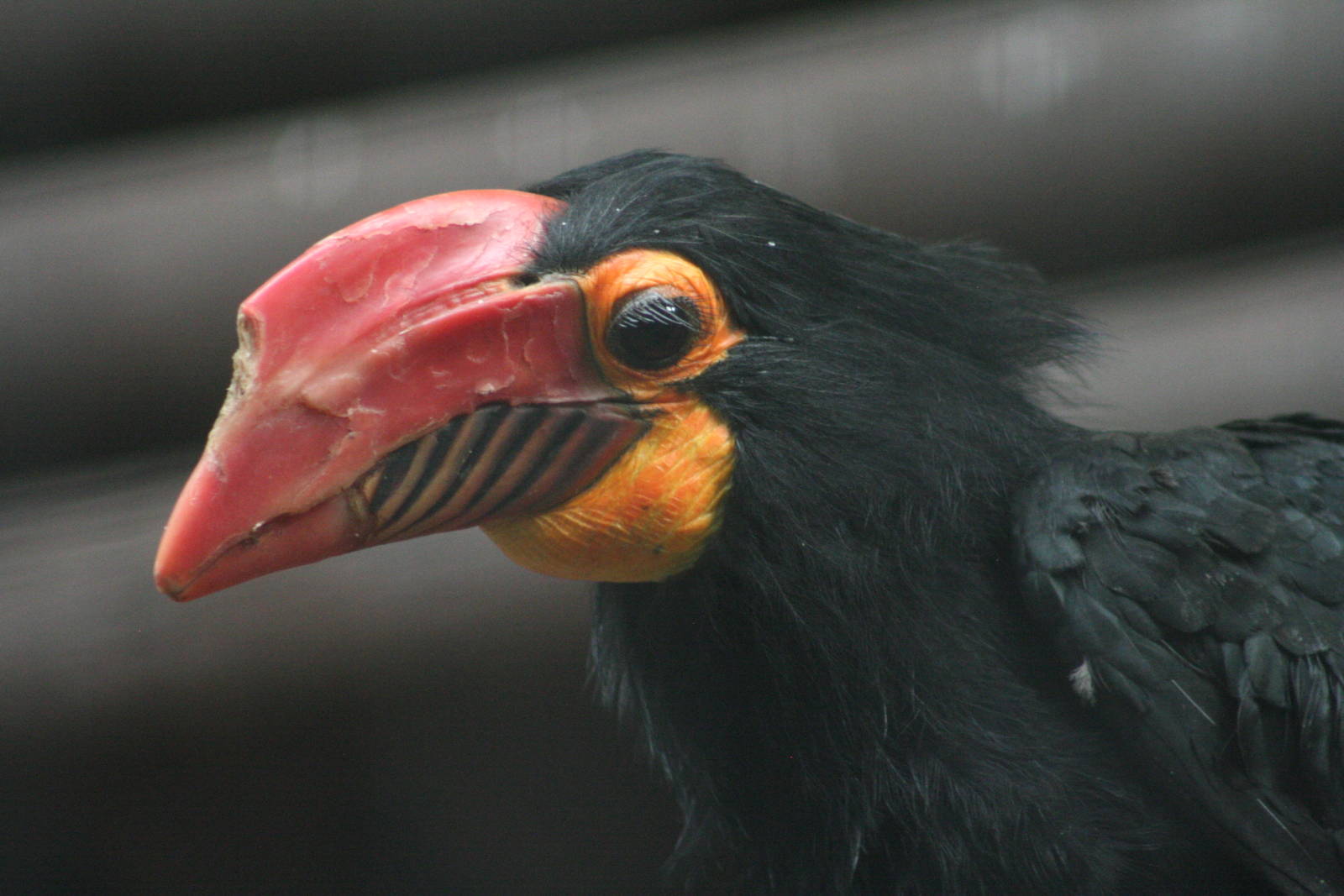 female Writhed Hornbill @ Chester; 15.09.2015