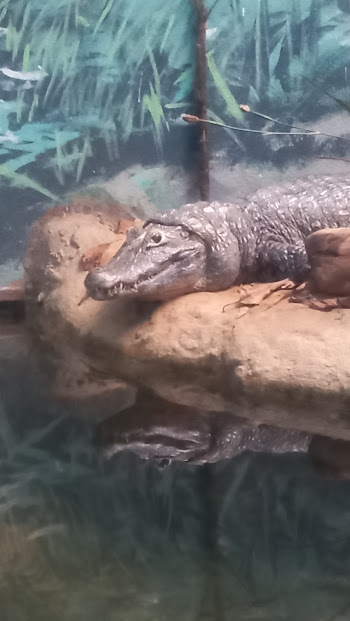 Female yacare - São Paulo aquarium