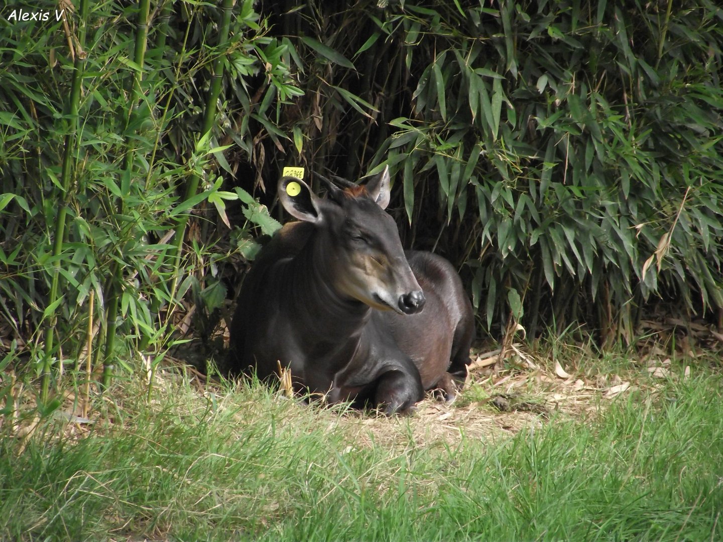 Female Yellow-backed Duiker - Zooparc de Beauval - 08/2022