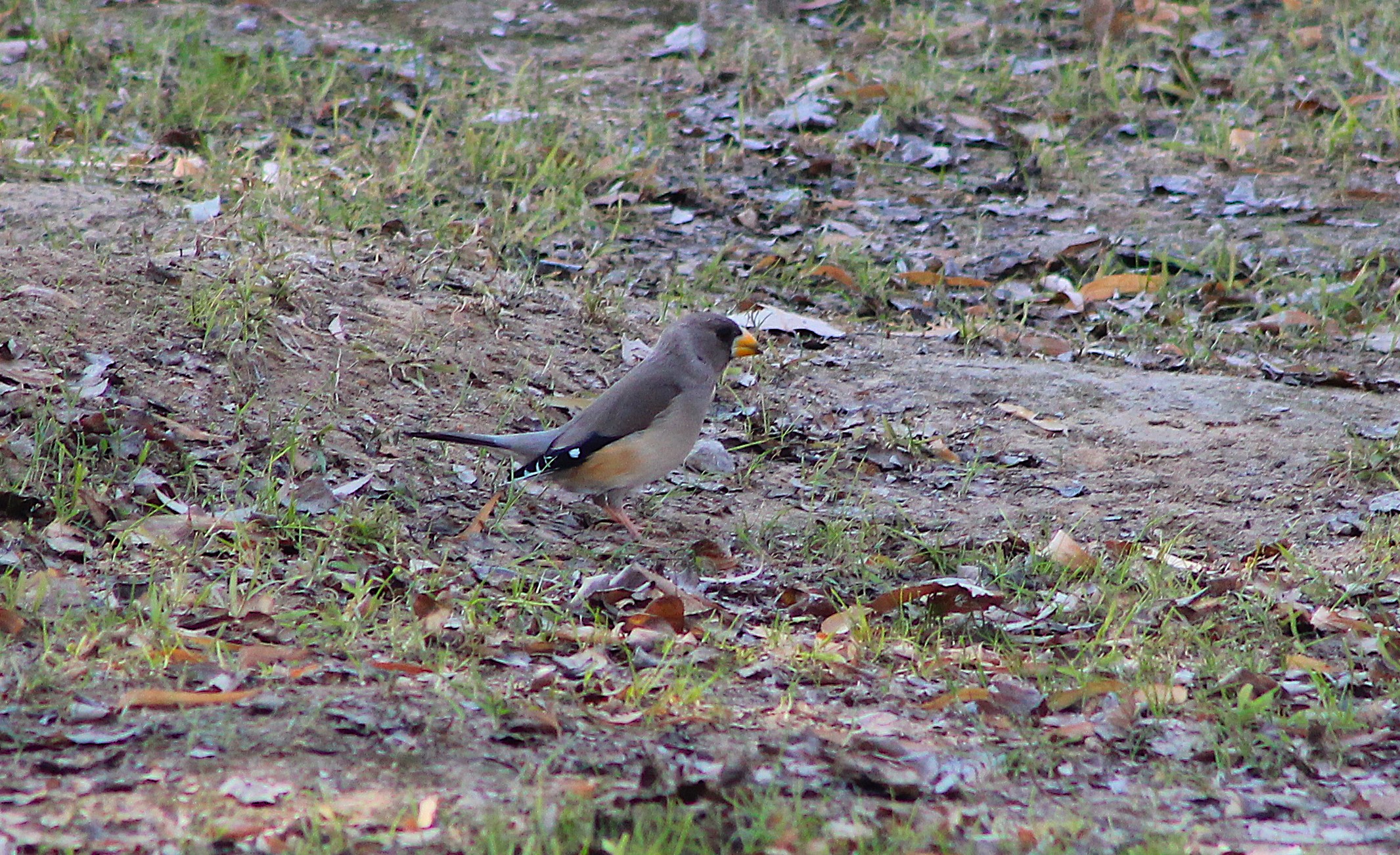 Female Yellow-billed Grosbeak (Eophona migratoria)