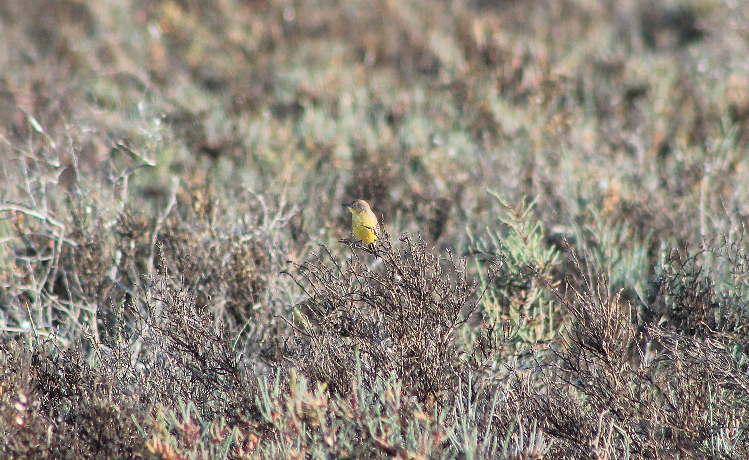 female Yellow Chat (Epthianura crocea)