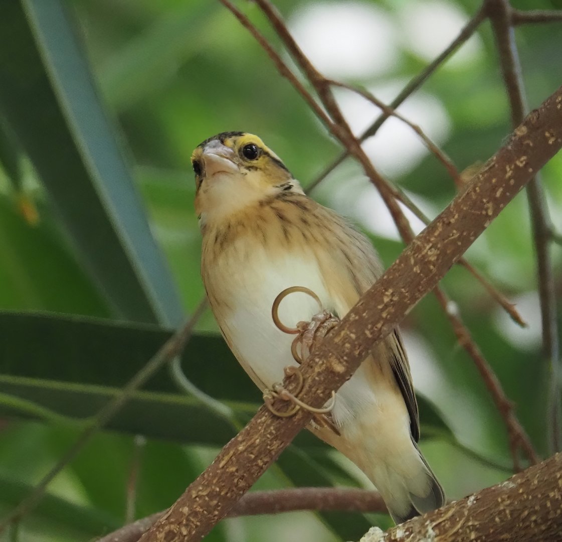 Female Yellow-crowned bishop (Euplectes afer), 2025-03-16