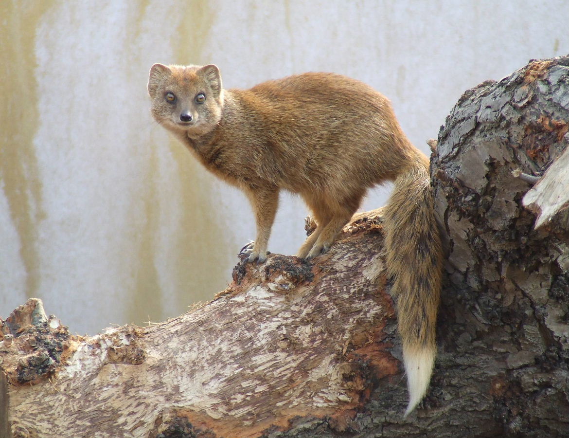 Female Yellow Mongoose, Root Zone, Ambika Paul Children's Zoo, Animal Adven