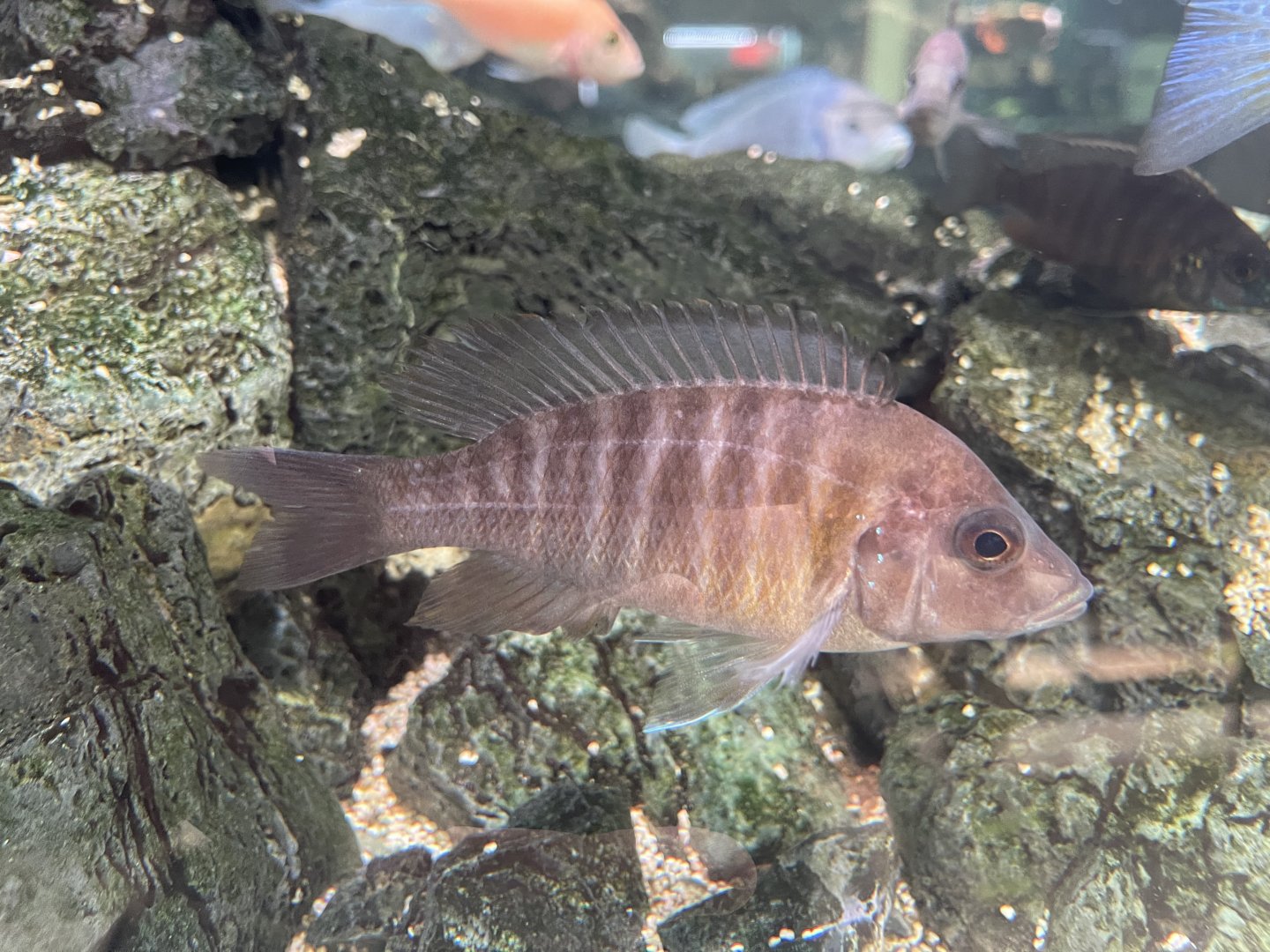 female yellow regal peacock (aulonocara cf. baenschi)