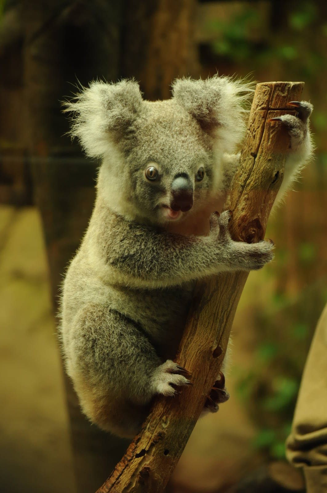 Female (yougster) queensland koala (Phascolarctos cinereus adustus)