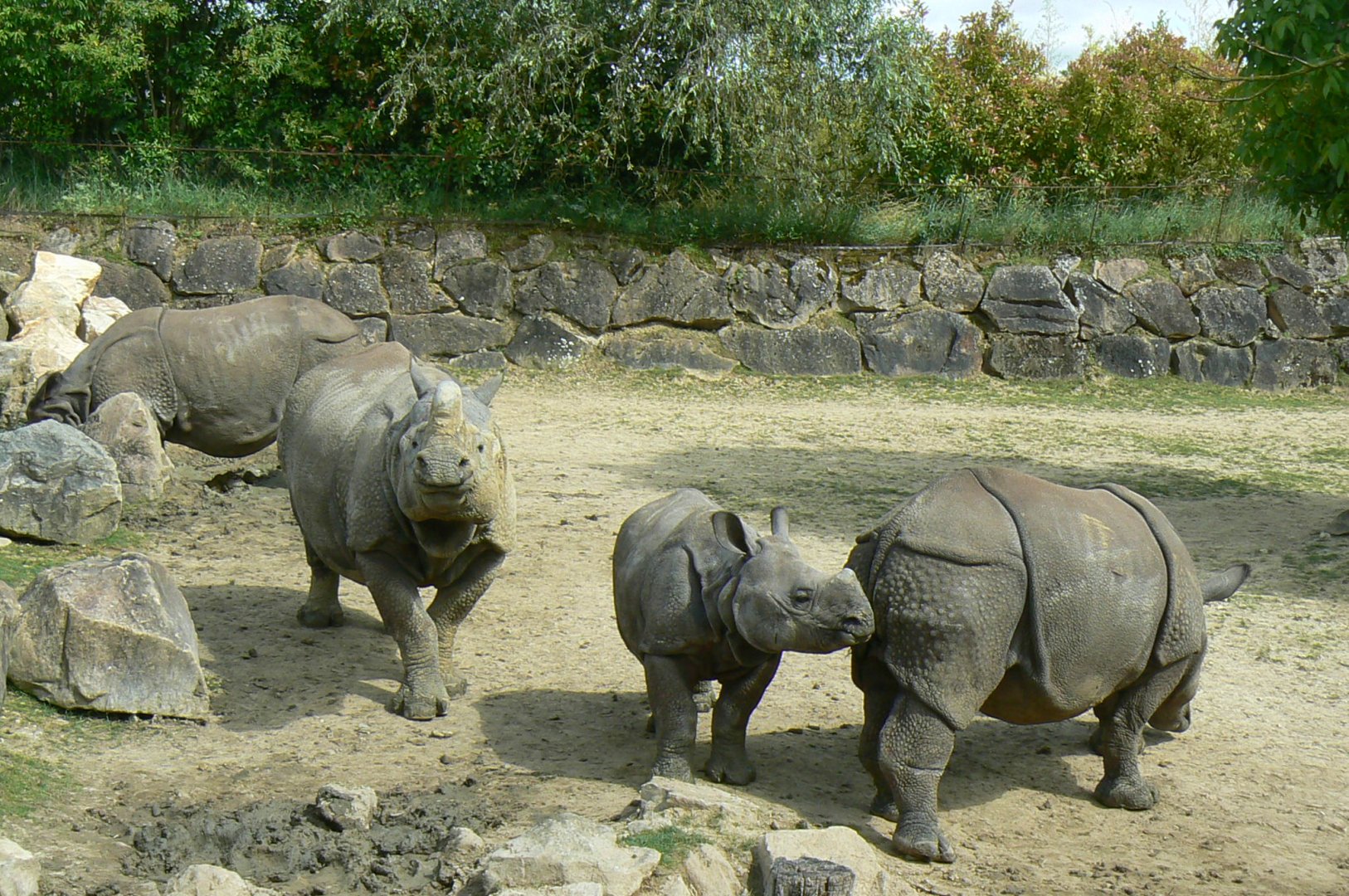 Females indian rhinos and youngs