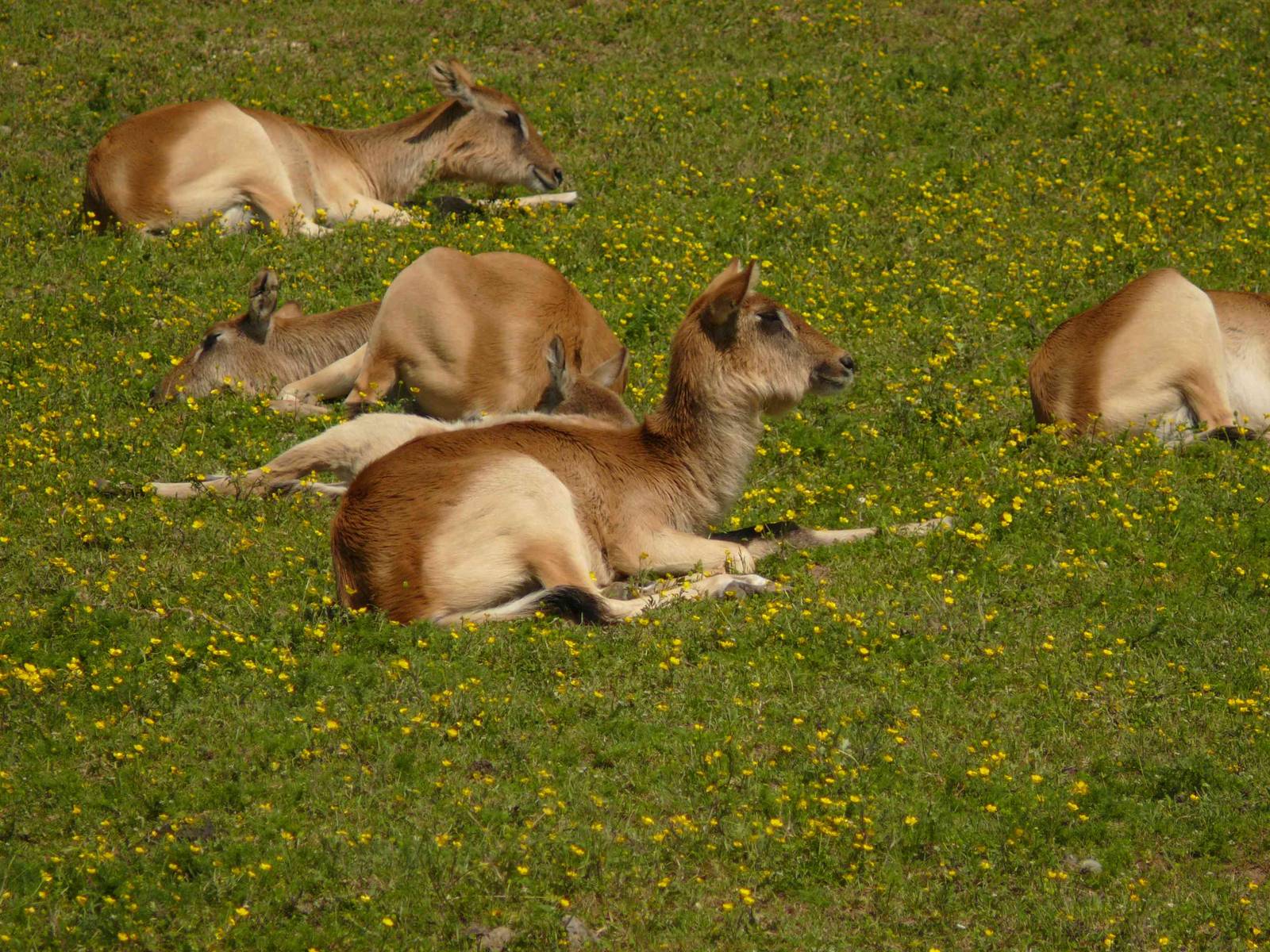 females Nile Lechwe