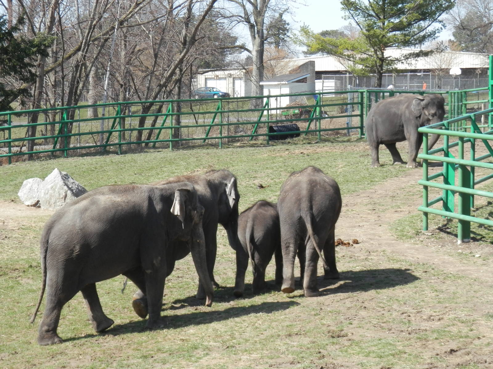 Females protecting Chuck