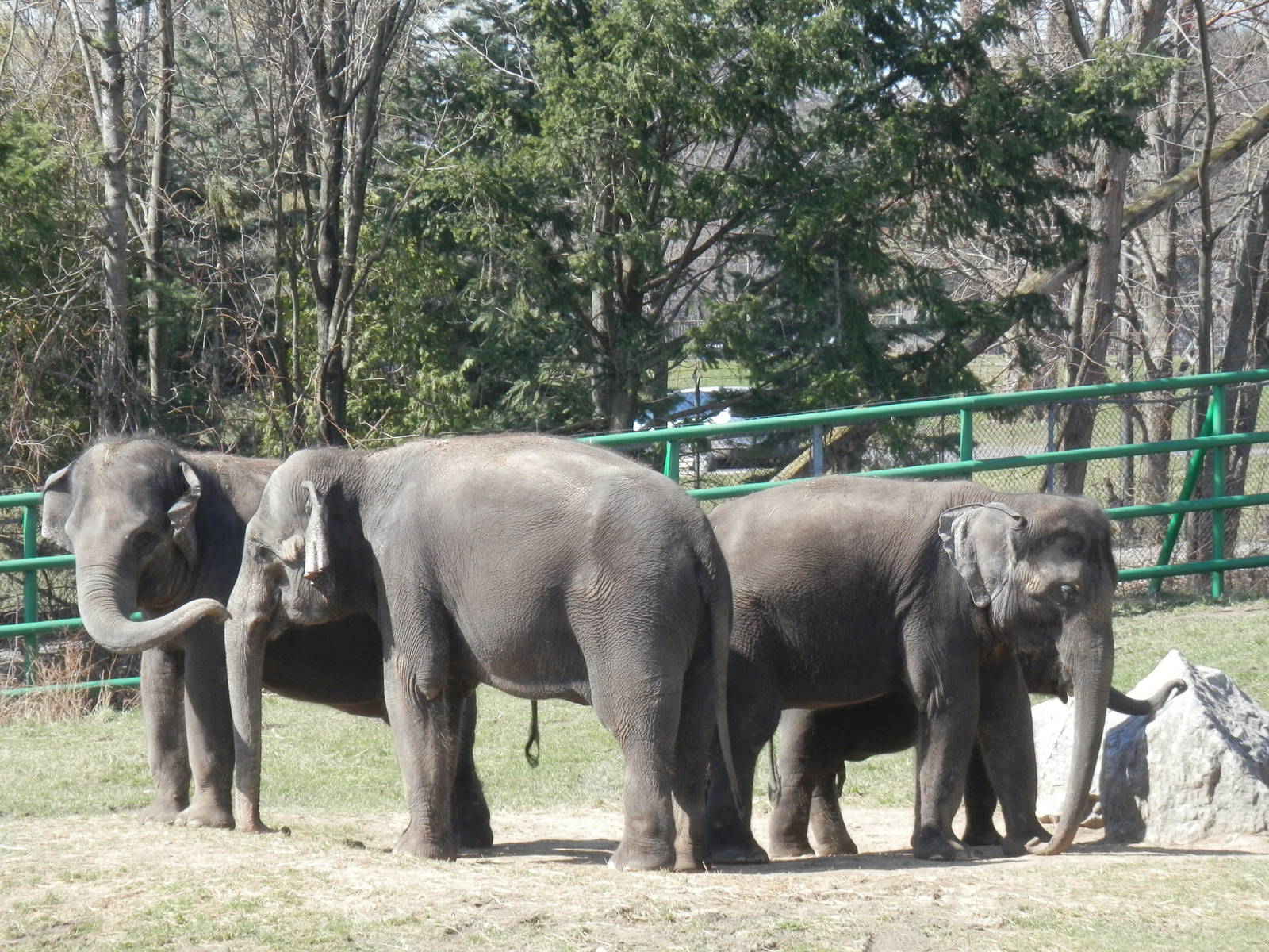 Females protecting Chuck