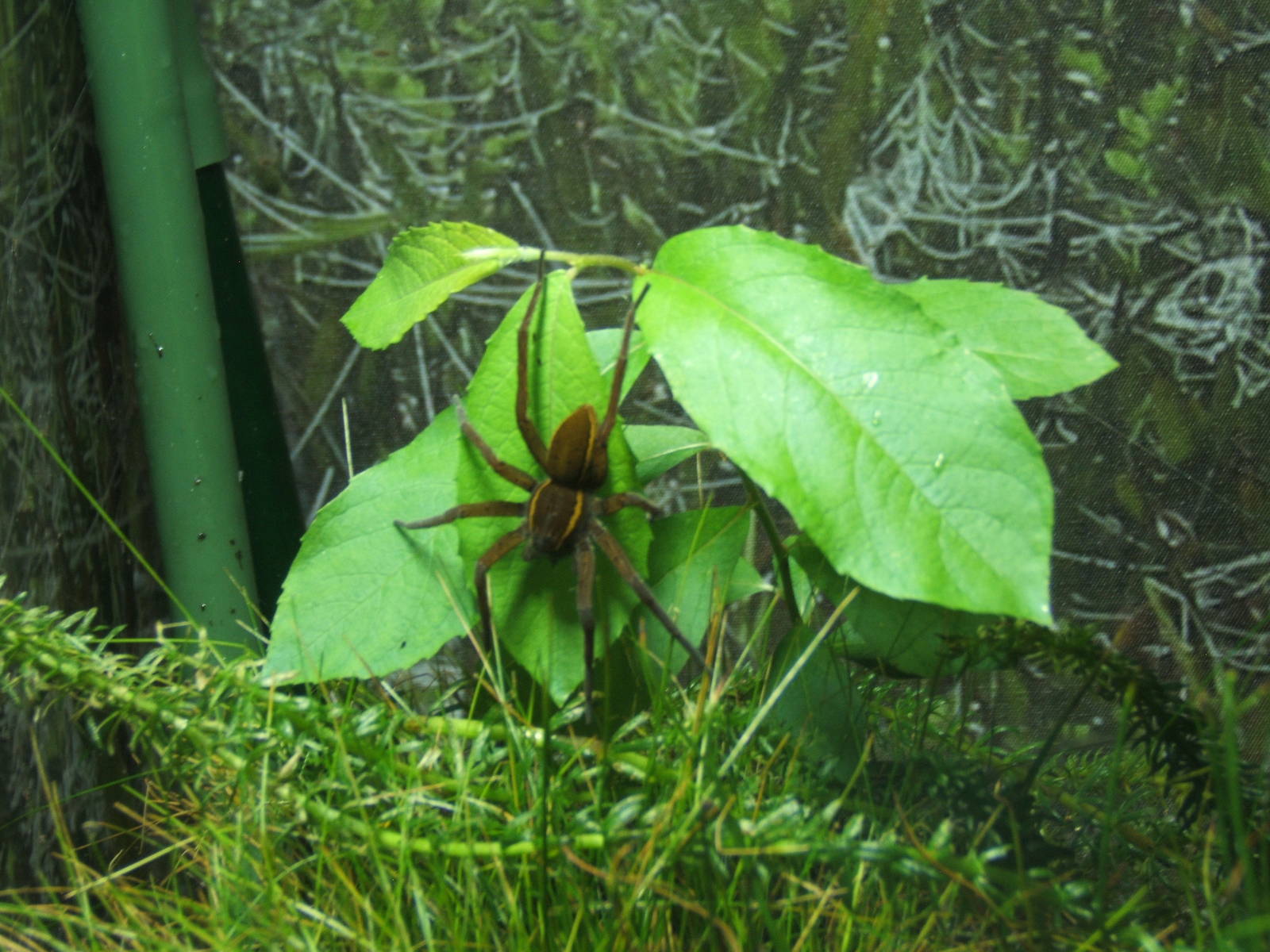 Fen Raft Spider (Dolomedes plantarius)