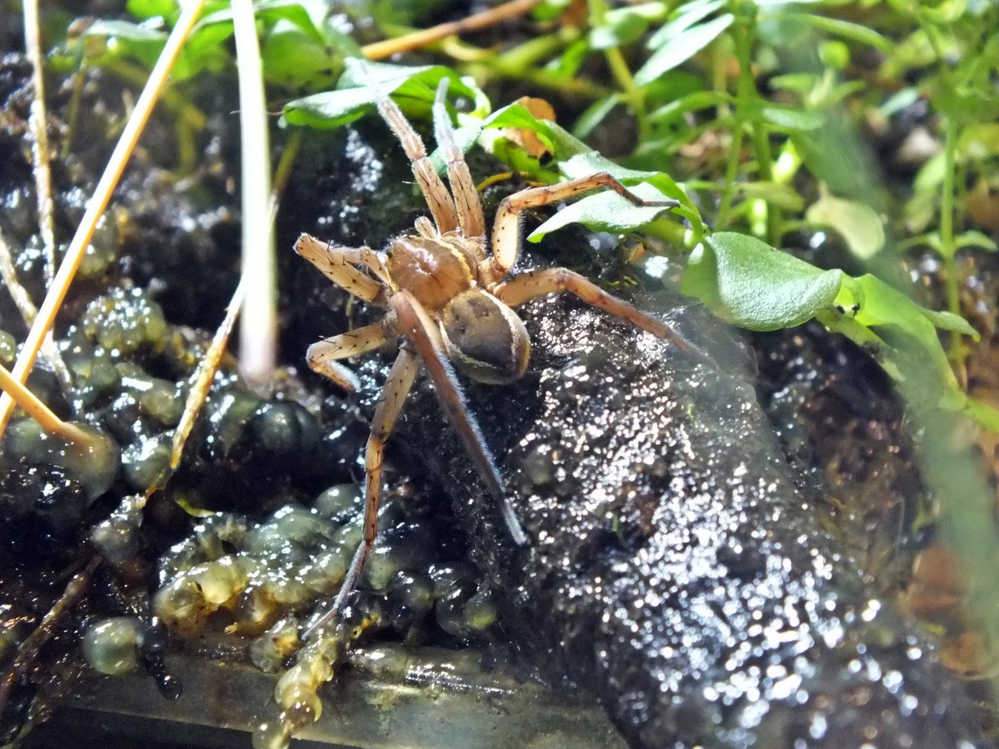 Fen raft spider