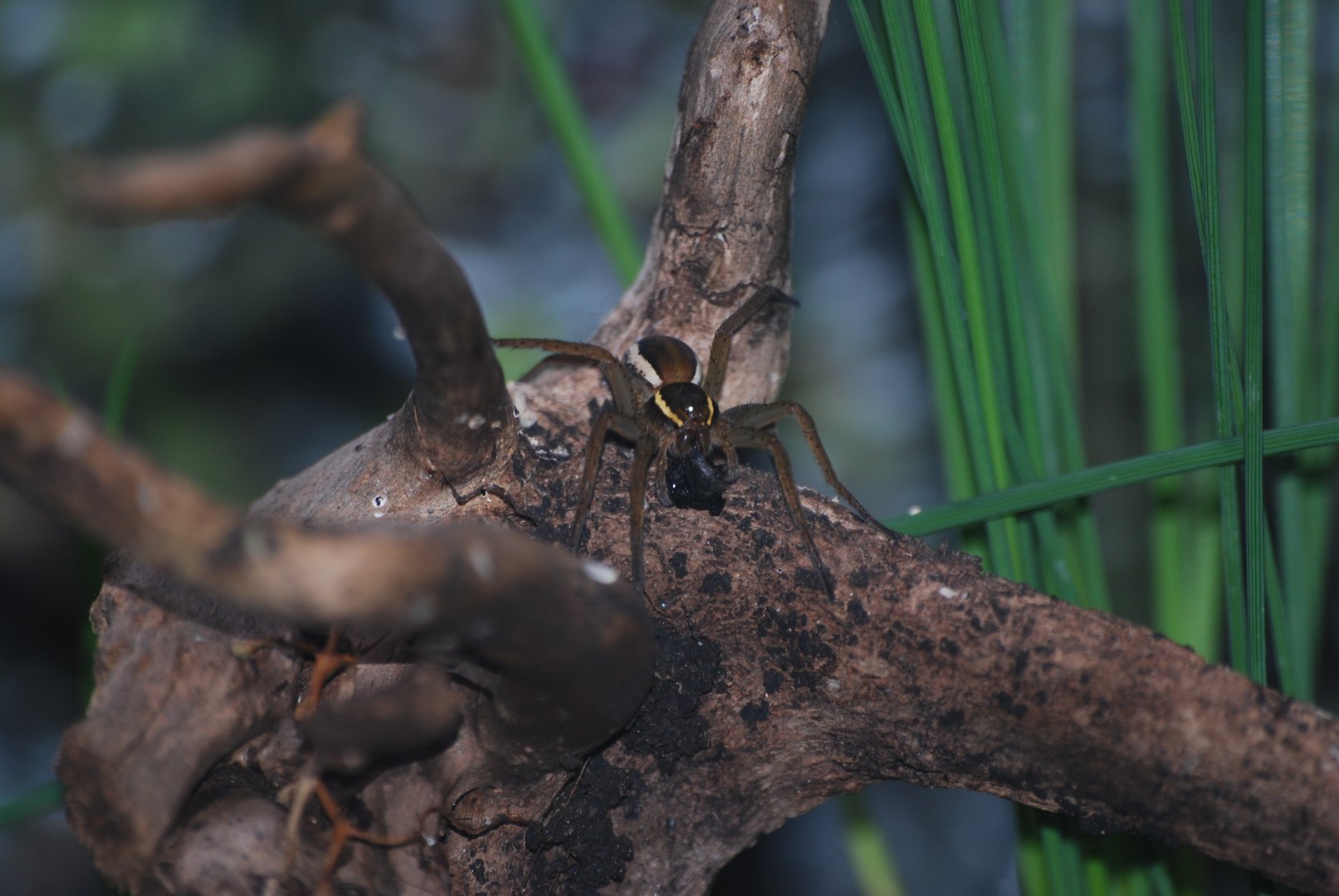Fen raft spider