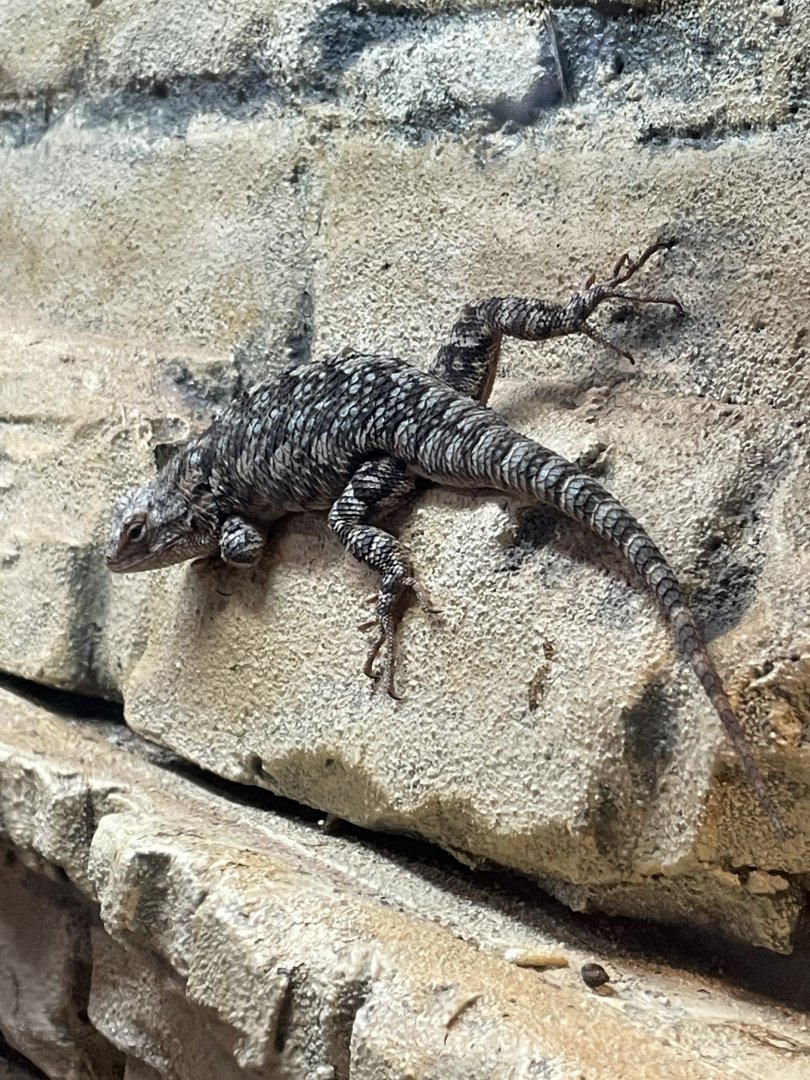 Fence Lizard (4/23/2022)
