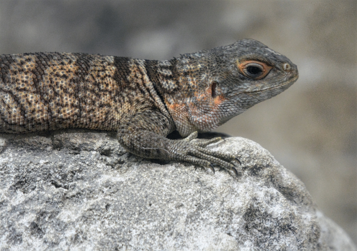 Fence Lizard?