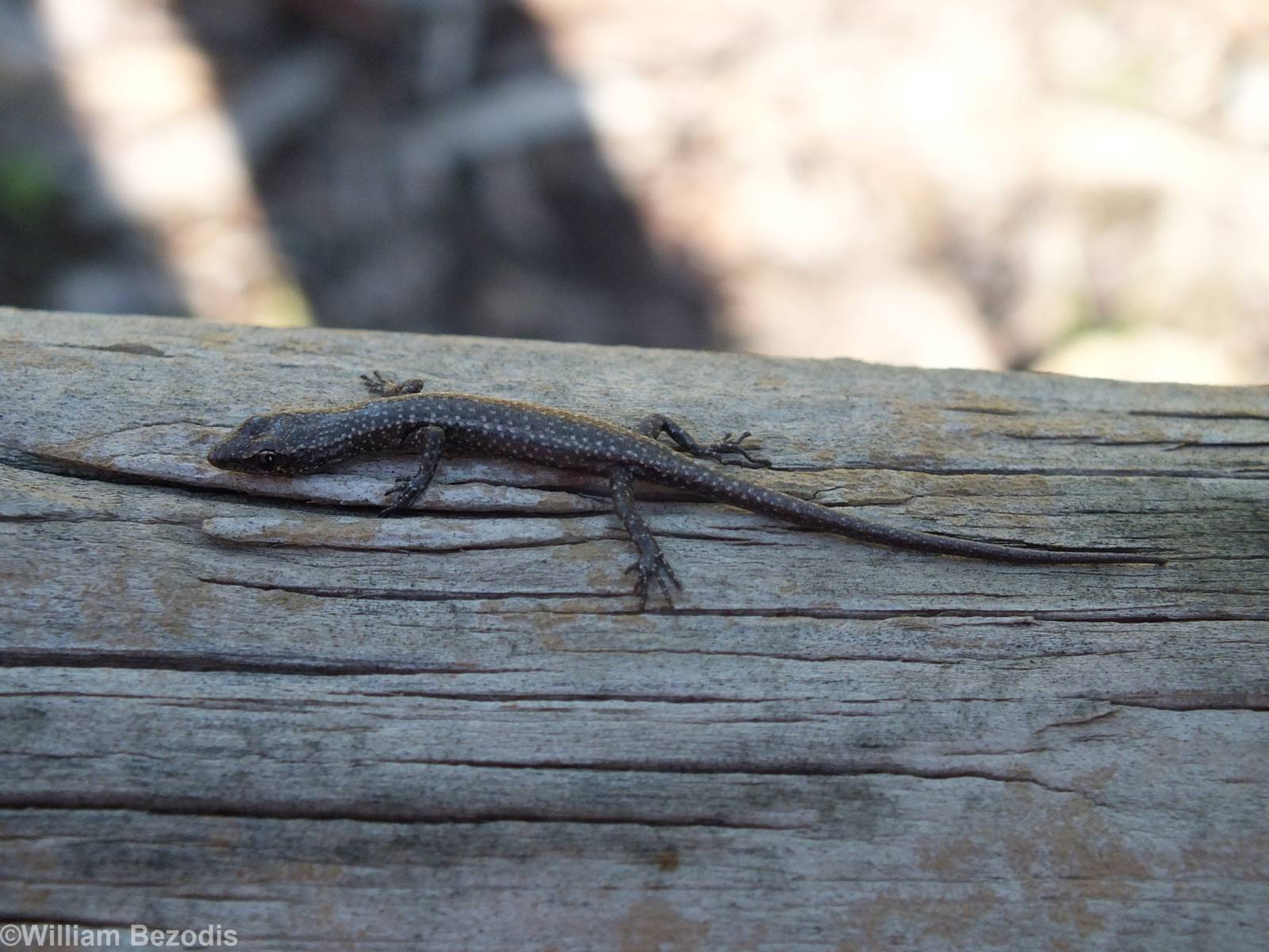Fence Skink (Crytoblepharus buchananii)