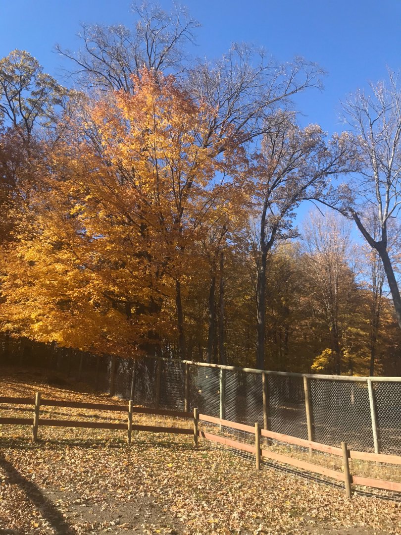 Fencing near cougar exhibit