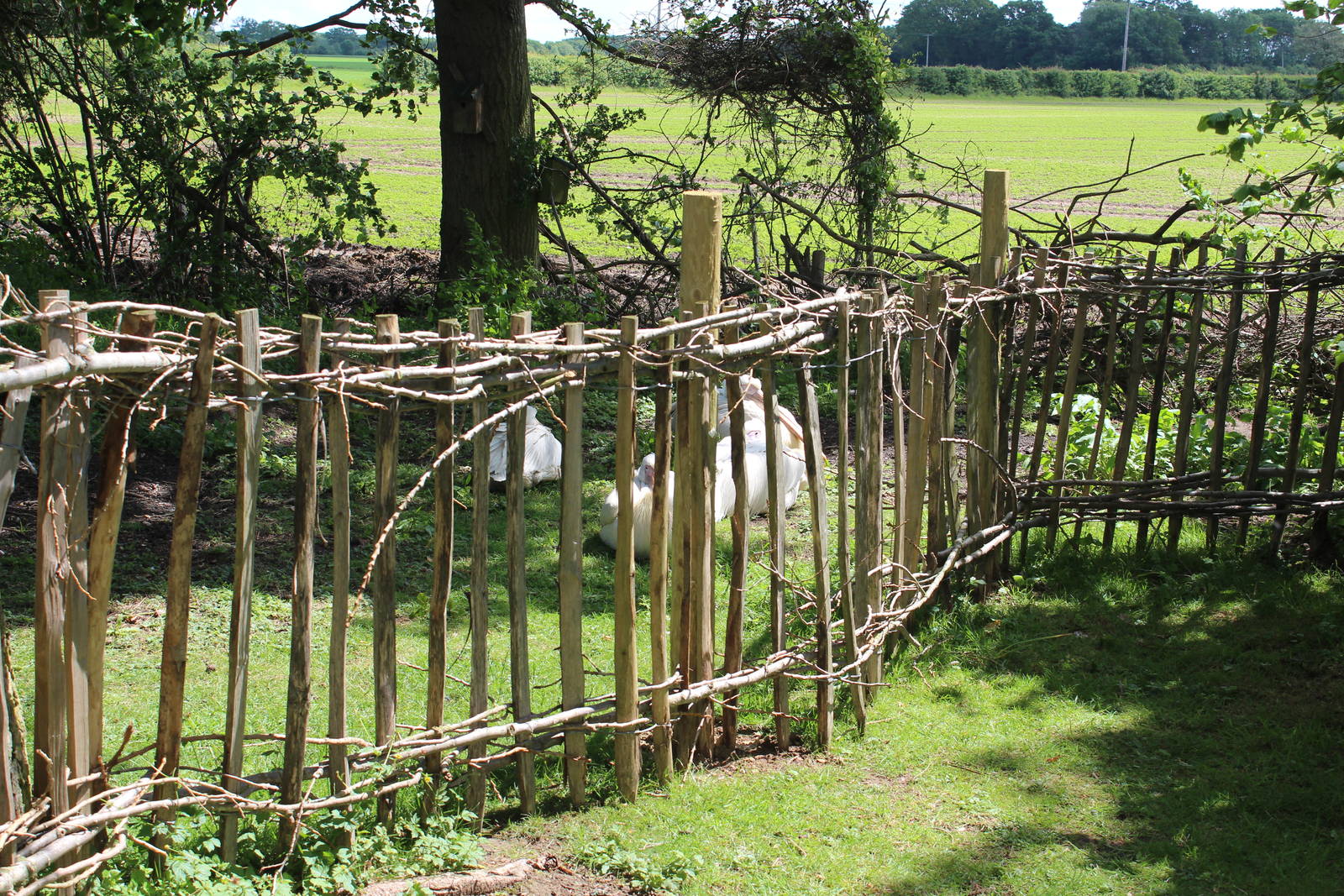 Fencing surrounding pelican enclosure, May 2014
