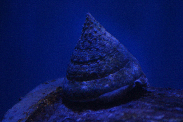 Fenestrate top snail (Tectus fenestratus)